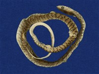 藏品(南蛇)的圖片